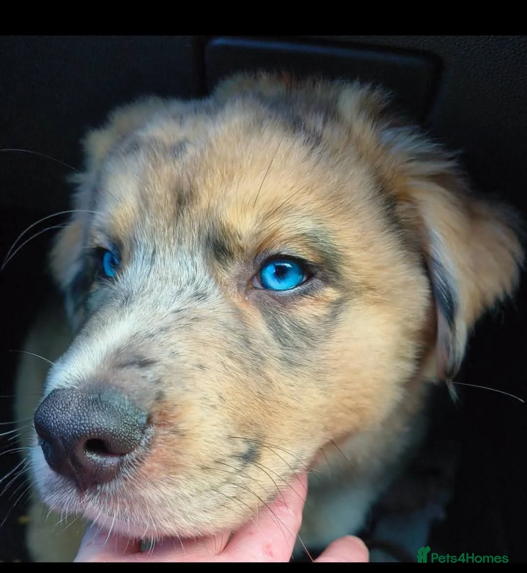 Mixed Breed dogs for stud: FOR STUD ONLY - Advert 17