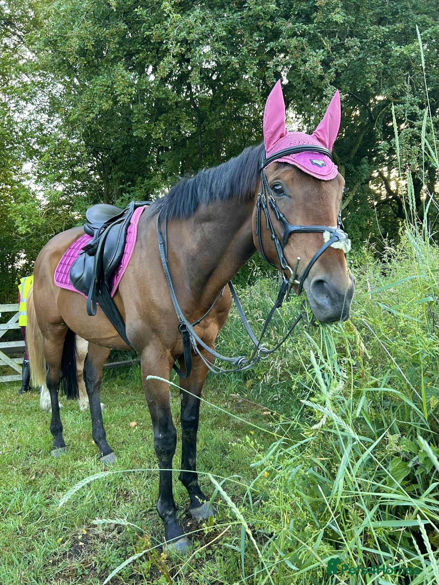 English Thoroughbred horses 16hh thoroughbred horse  - Advert 1