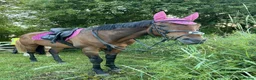English Thoroughbred horses for sale: 16hh thoroughbred horse  - Advert 1