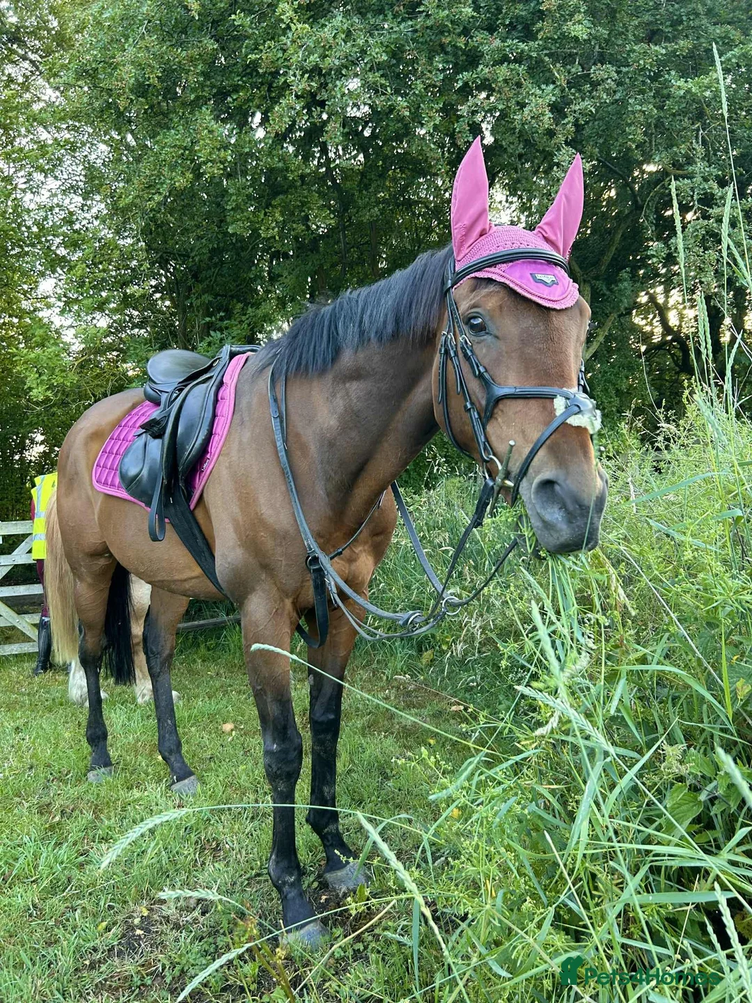 English Thoroughbred horses for sale: 16hh thoroughbred horse  - Advert 1