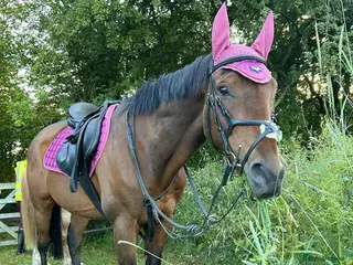 English Thoroughbred horses 16hh thoroughbred horse - Advert 2