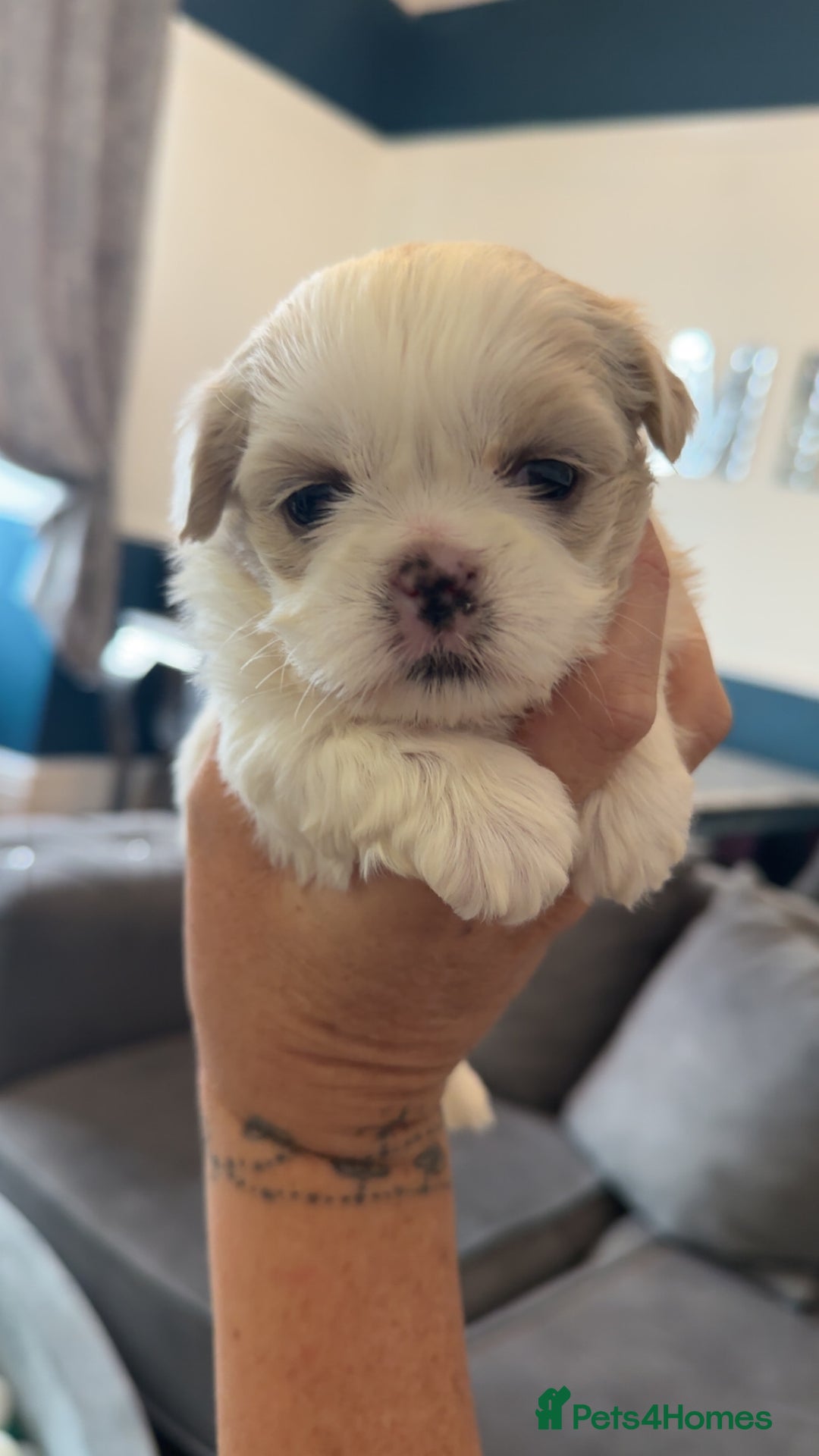 Shih Tzu dogs for sale: Stunning imperial shih tzu puppies  - Advert 13