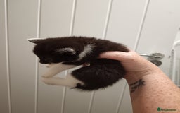 Mixed Breed cats for sale: 5 kittens  - Image 8