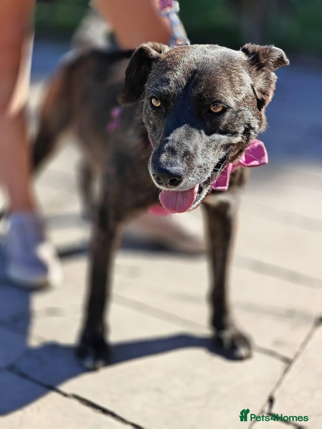 Mixed Breed dogs for adoption: ❤️BERTA❤️- GOLDEN HEART BEHIND ORDINARY LOOK - Advert 2