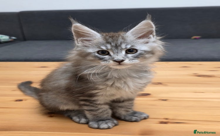 Maine Coon cats - Advert 3