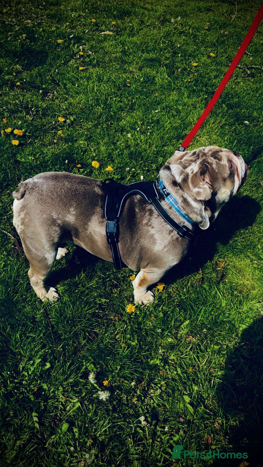 English Bulldog dogs for stud: DwKc registered platinum and tan Merle stud only  in Saint Helens - Advert 6