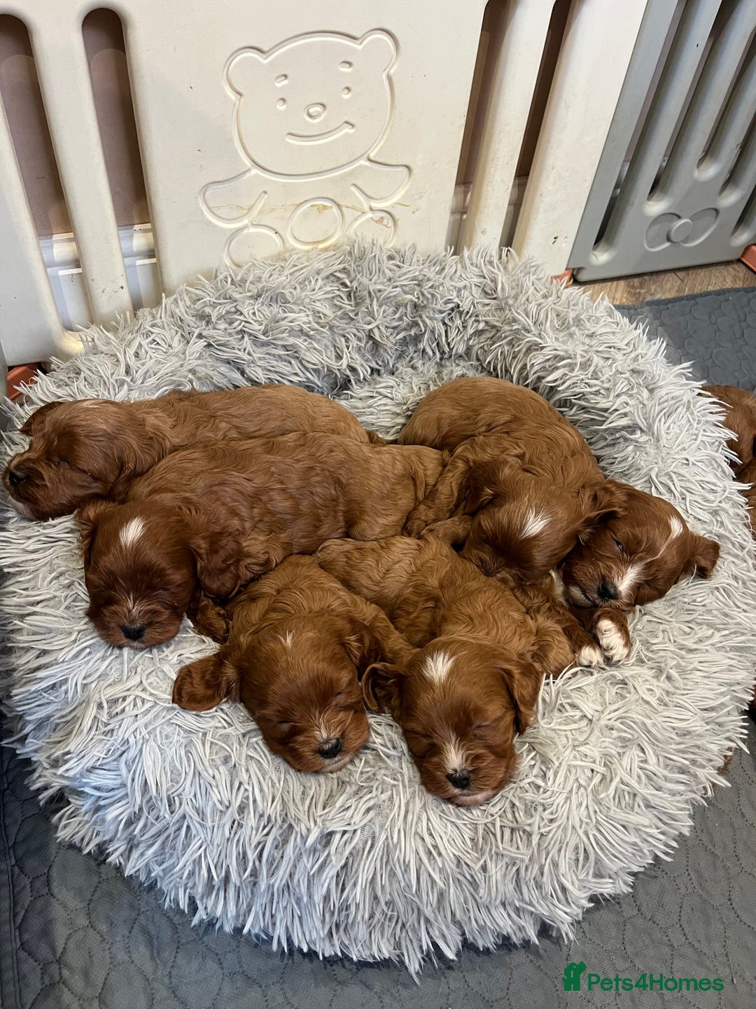 Cavapoo dogs for sale: Merlesque ⭐️⭐️⭐️⭐️⭐️F1 Cavapoos 200 DNA - Image 20