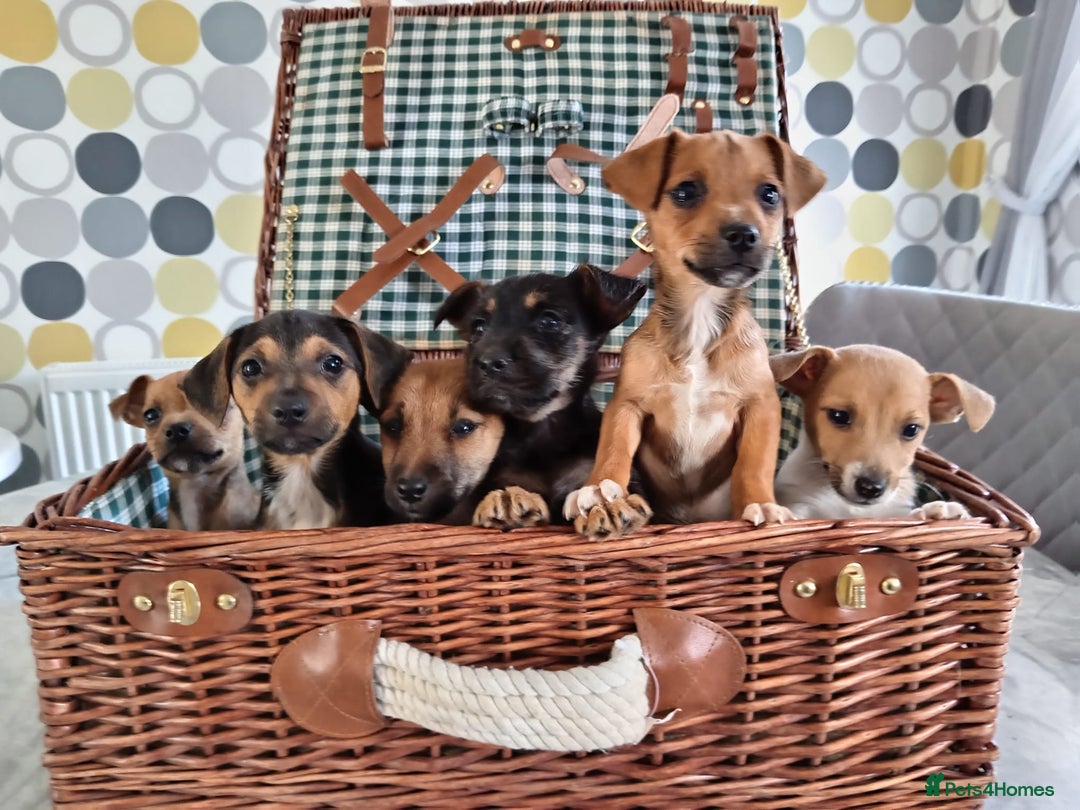Jack Russell dogs for sale: Jack Russell Puppies Available Now  - Image 2