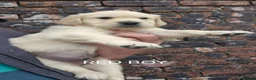 Golden Retriever dogs for sale: KC GOLDEN RETRIEVER PUPS SHOW CHAMPION PEDIGREE  - Advert 25