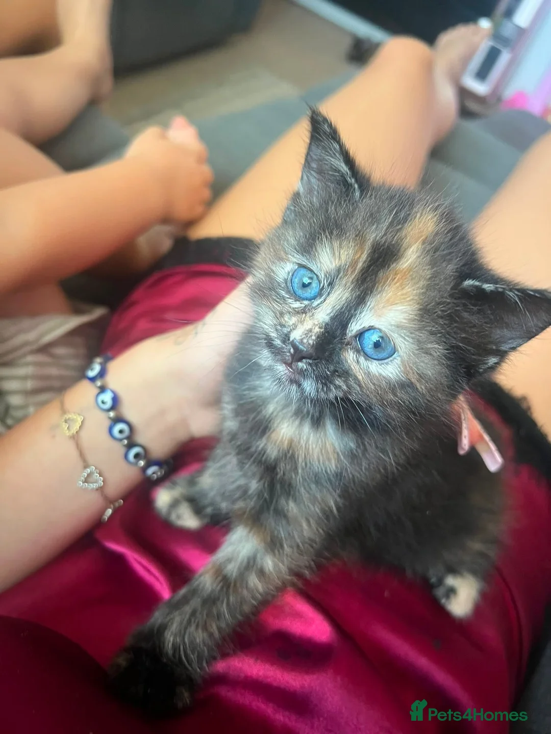 Mixed Breed cats for sale: 4 beautiful tortie kittens  - Advert 2
