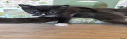 Mixed Breed cats for sale: 2 gorgeous kittens - Advert 4
