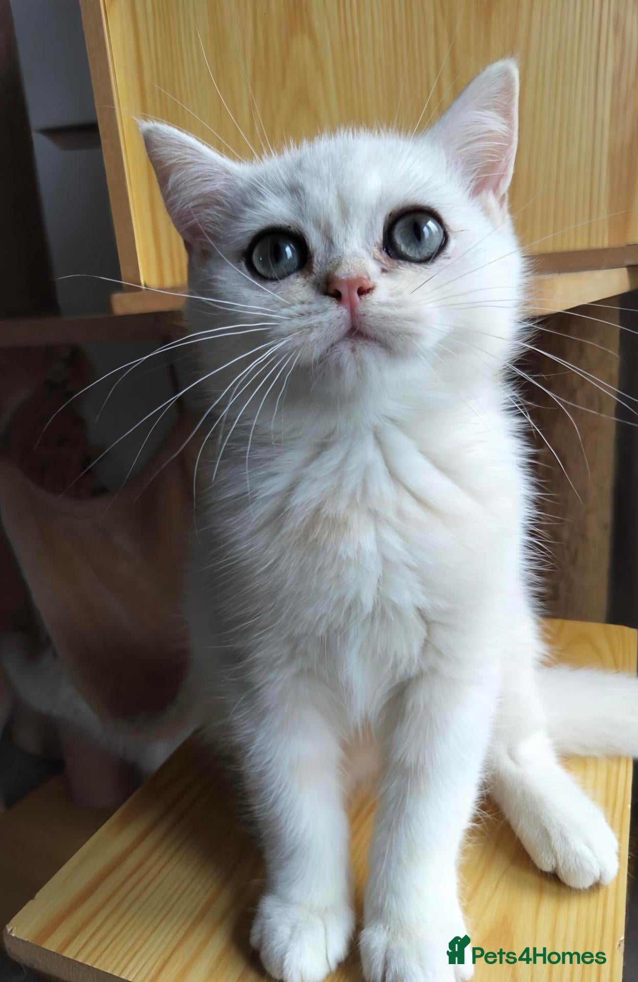 British Shorthair cats TICA 🐾 British Shorthair and Longhair kittens  - Advert 2