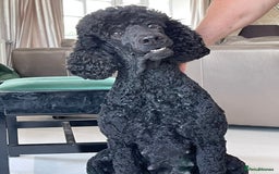 Goldendoodle dogs for sale: Stunning Goldendoodle puppies - Image 33