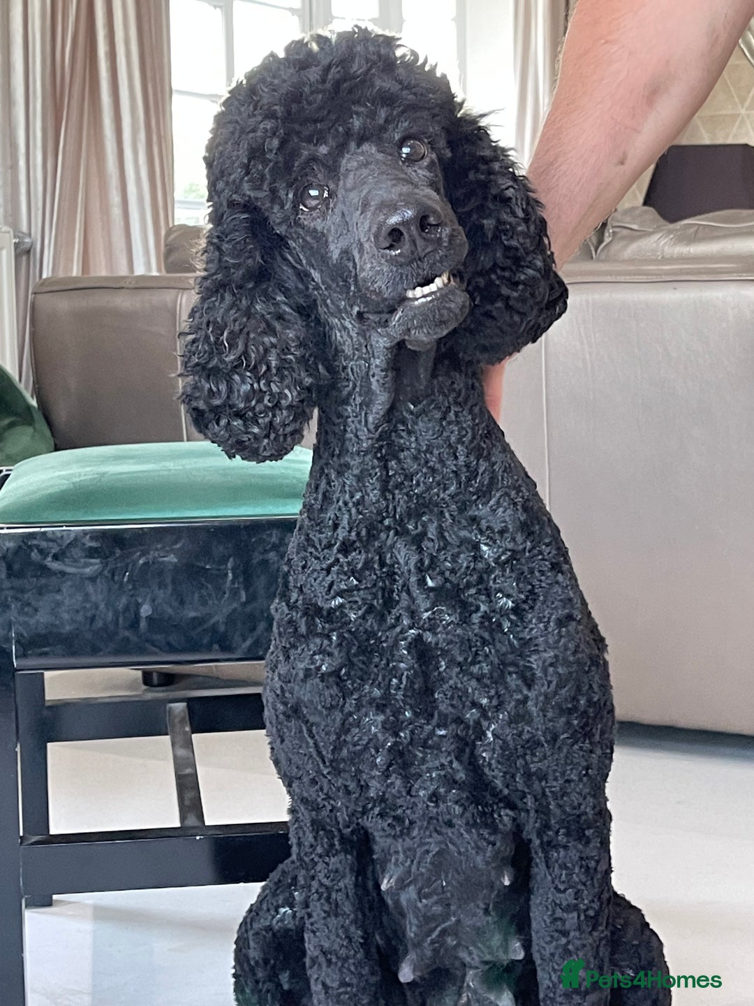 Goldendoodle dogs for sale: Stunning Goldendoodle puppies - Image 33