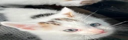 Mixed Breed cats for sale: 2 beautiful kittens left - Advert 6