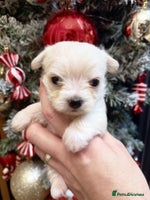 Mixed Breed dogs OUTSTANDING TINY GIRL MALCHIS - Advert 4
