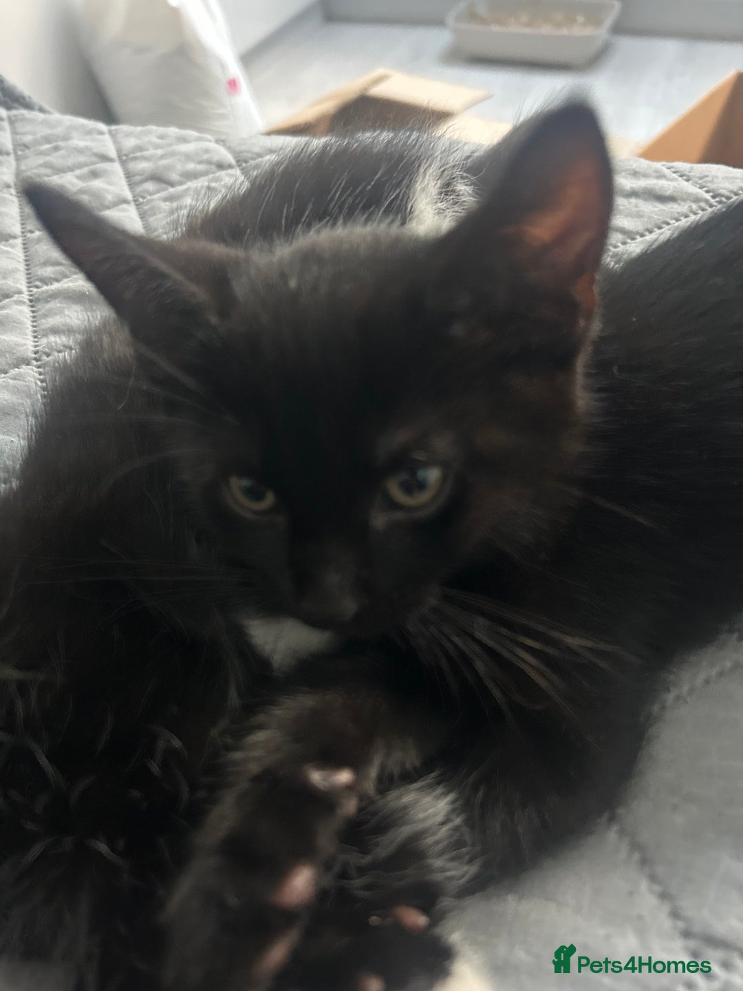 Mixed Breed cats for sale: Rare Bengal-Mix & Ginger Line Kittens  - Advert 18