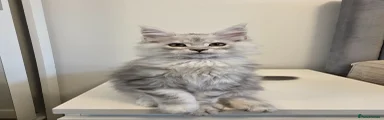 Maine Coon Kitten 4 - grey boy