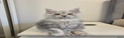 Maine Coon cats for sale: Maine Coon Kittens Looking for Homes!   - Advert 32