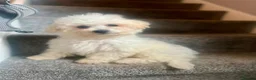 Bichon Frise dogs for sale: Buddy the bichon💙 in Runcorn - Advert 4