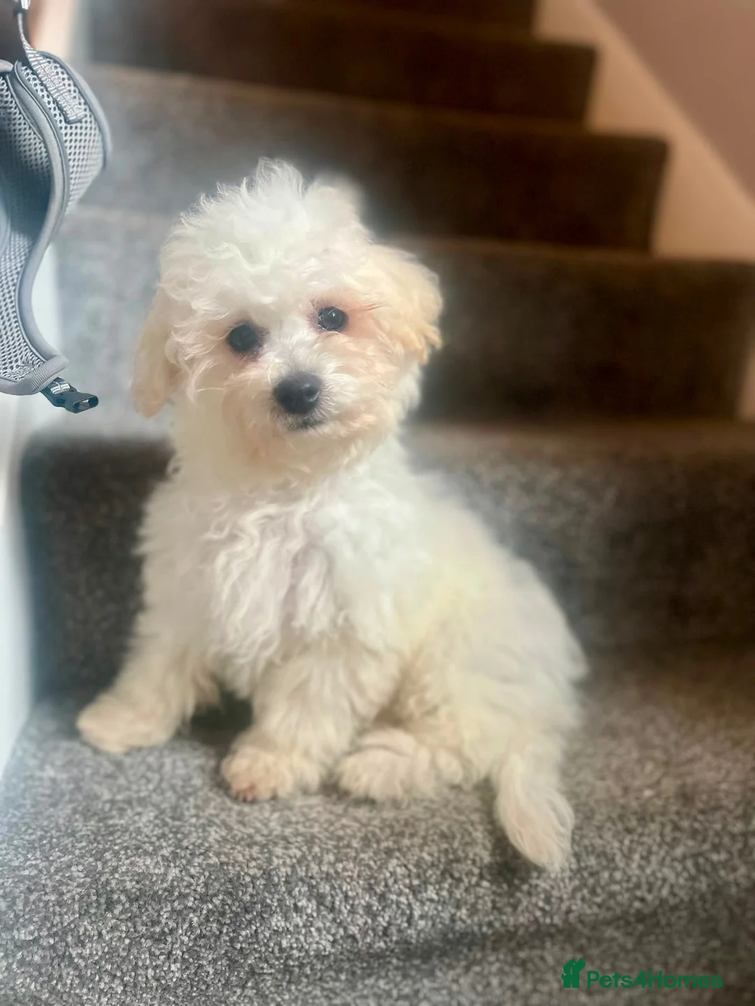 Bichon Frise dogs for sale: Buddy the bichon💙 in Runcorn - Advert 4