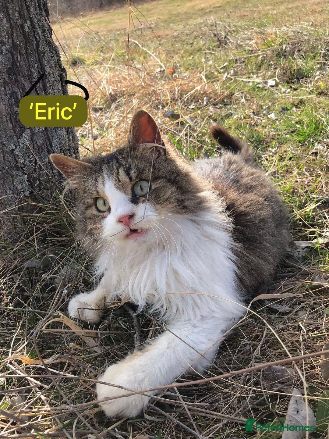Mixed Breed cats for adoption: Eric, 6 yrs approx. Available for adoption. - Image 5