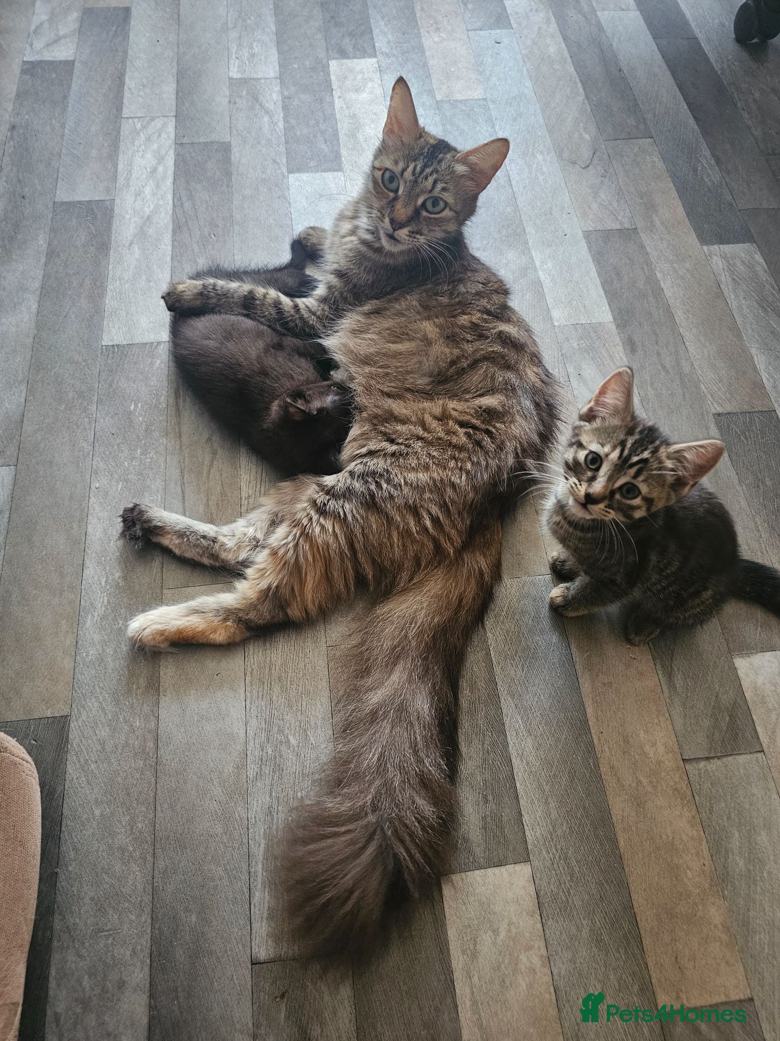 Mixed Breed cats ​Beautiful kittens looking for a loving home - Advert 1