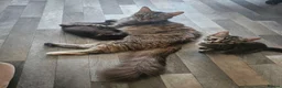 Mixed Breed cats for sale: ​Beautiful kittens looking for a loving home - Advert 1