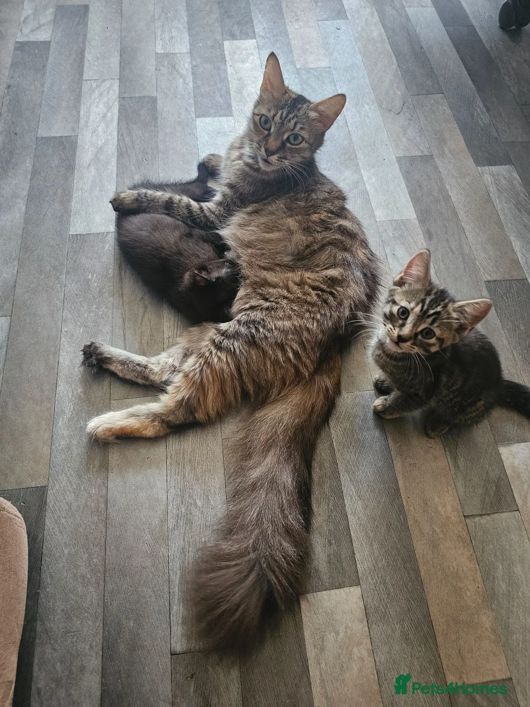 Mixed Breed cats for sale: ​Beautiful kittens looking for a loving home - Advert 1