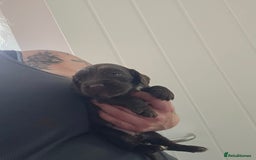 Cocker Spaniel dogs for sale: 5th generation kc reg wcs  - Image 7