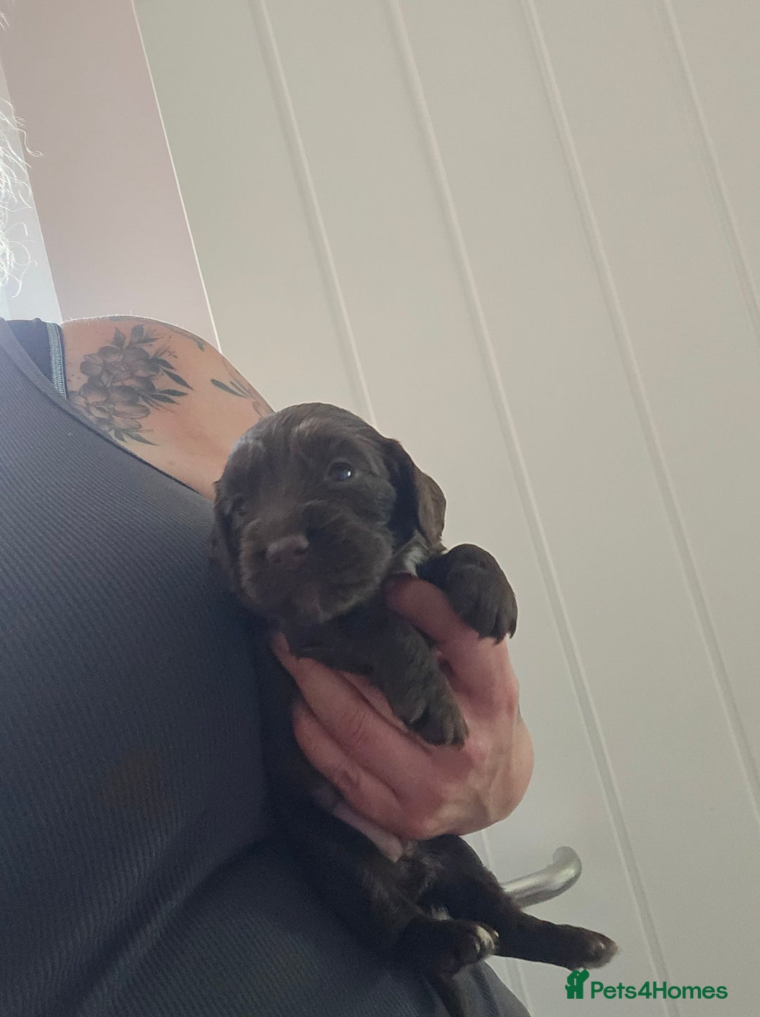 Cocker Spaniel dogs for sale: 5th generation kc reg wcs  - Image 7