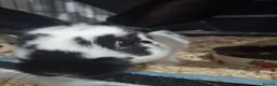 Rex rabbits for sale: Rabbits and indoor hutch for sale. in Nottingham - Advert 3