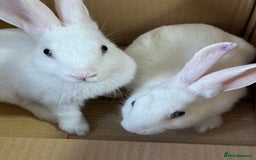 Mixed Breed rabbits for sale: 2 baby bunnies ready for new Homes - Image 3
