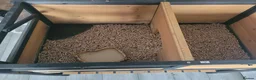 Tortoise reptiles for sale: tortoises & enclosure  in Milton Keynes - Advert 3