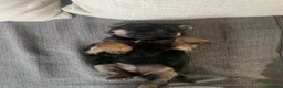 Border Terrier dogs for sale: BORDER TERRIERS PUPPIES - Advert 7