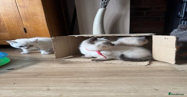 British Shorthair cats - Advert 6