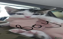 British Shorthair cats for sale: Playful kittens  - Image 2