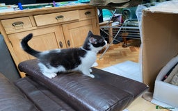 Domestic Shorthair cats for sale: 5 gorgeous little kittens looking for new homes - Image 5