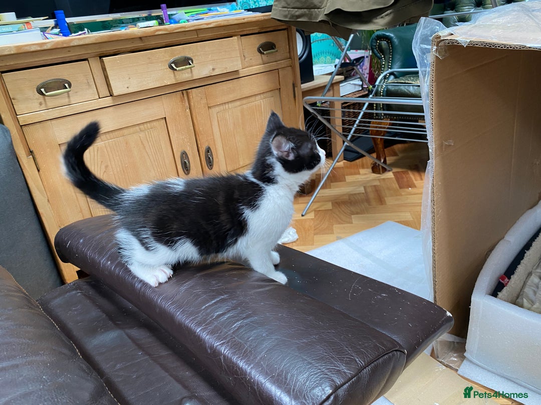 Domestic Shorthair cats for sale: 5 gorgeous little kittens looking for new homes - Image 5