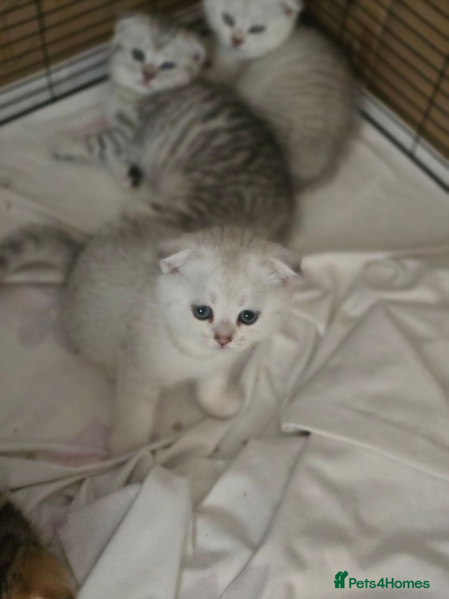 British Shorthair cats 💞Lovely kittens in beautiful colours🩵 booking - Advert 5