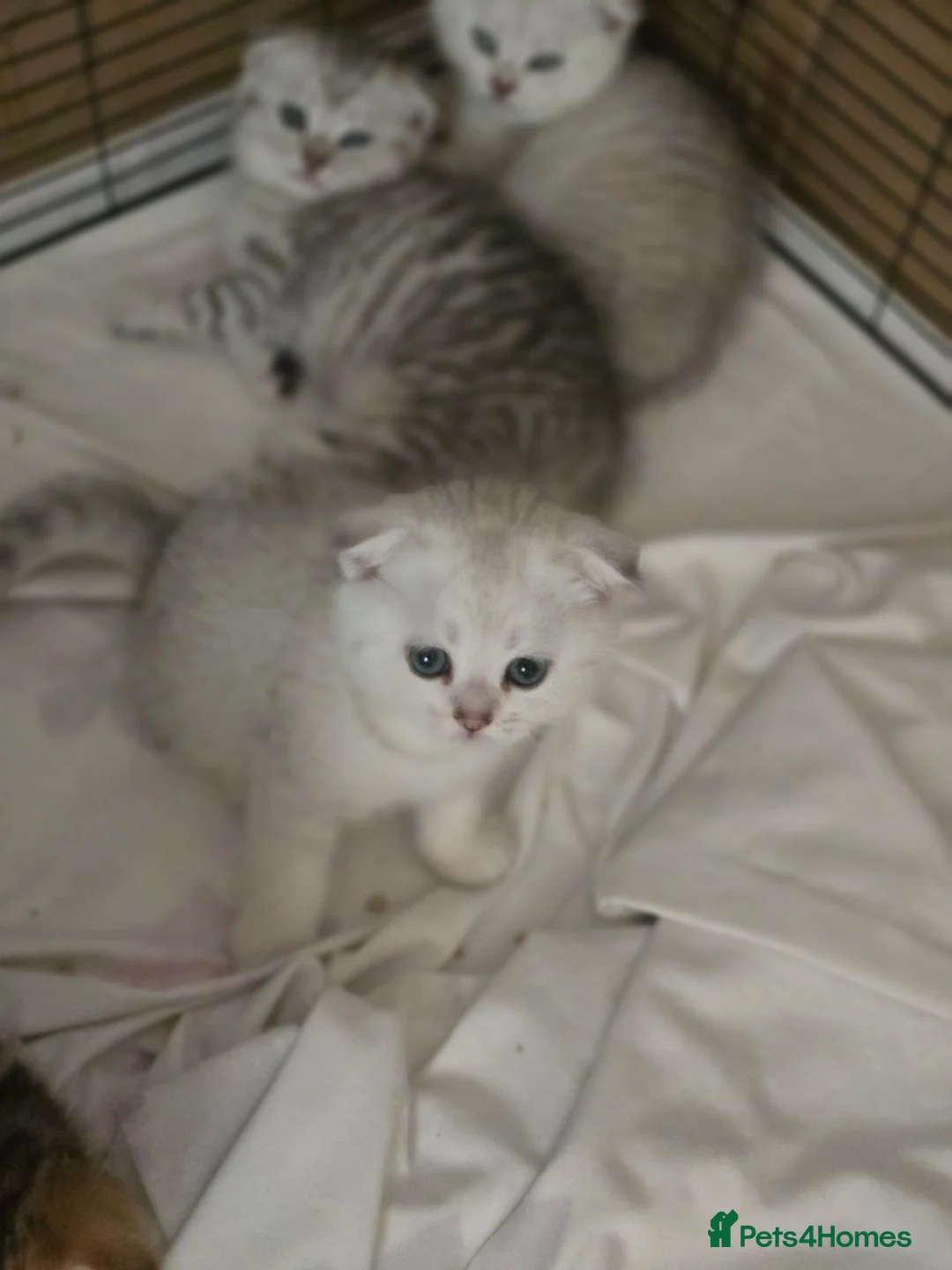 British Shorthair cats for sale: 💗SALE!🥰LAST 2 GIRL 😍Scottish fold😘🩵  - Advert 2