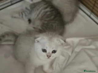 British Shorthair cats 💞Lovely kittens in beautiful colours🩵 booking - Advert 5