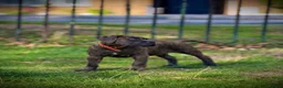 Cane Corso dogs for sale: IKC/FCI❤️Two beautiful Females❤️ in London - Advert 20