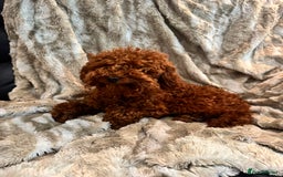 Toy Poodle dogs for sale: 2 Red Toy Poodles Available NOW! - Image 6