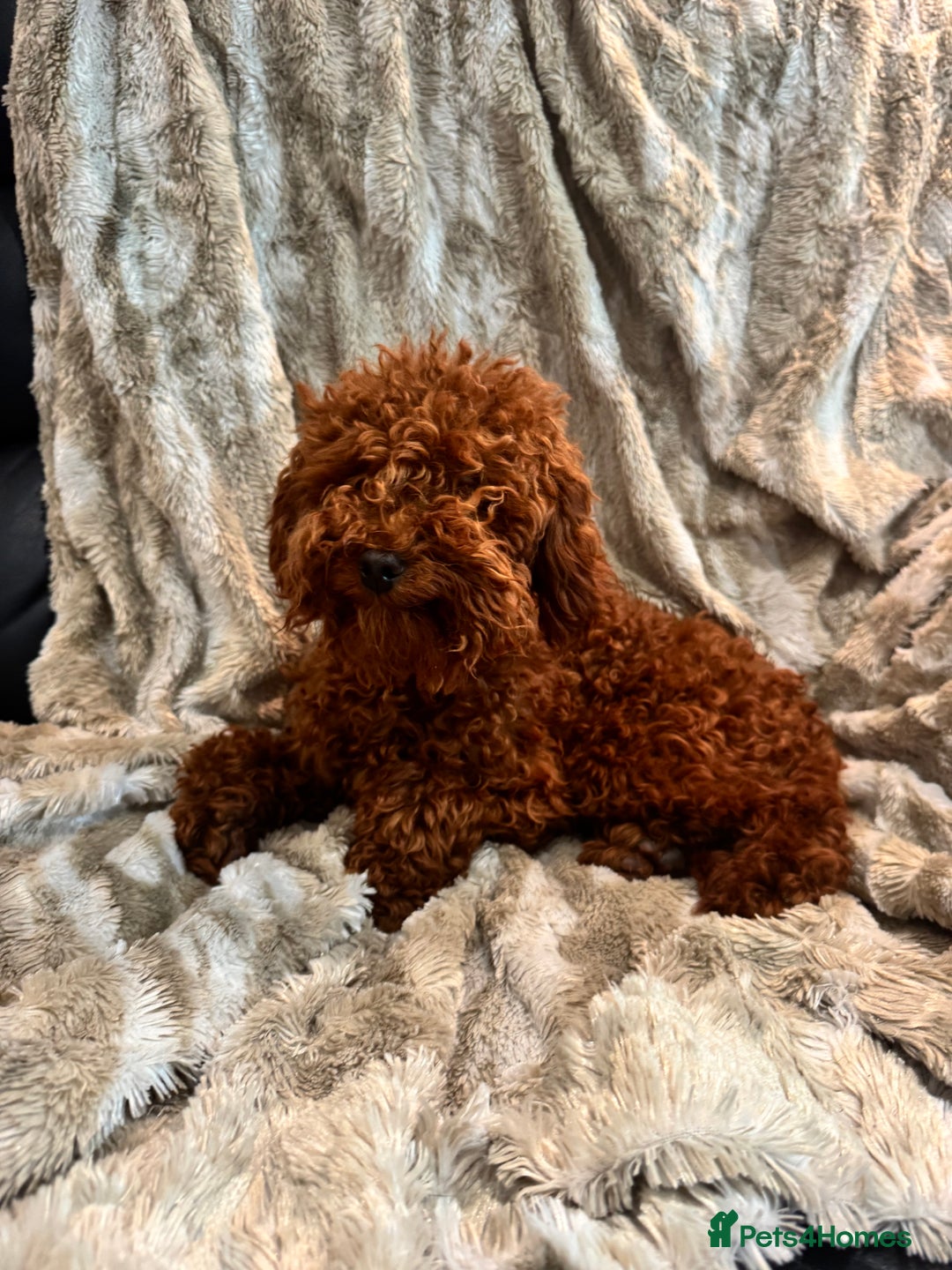 Toy Poodle dogs for sale: 2 Red Toy Poodles Available NOW! - Image 6