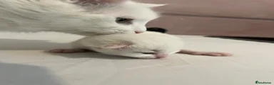 Turkish Angora Kitten 3