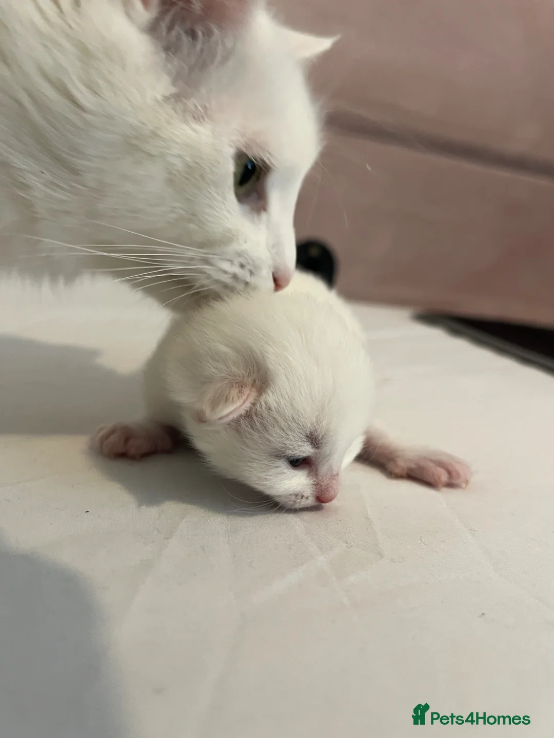 Turkish Angora cats for sale: 🍼New Turkish Angora Litter From TheTurkishAngoras - Advert 8