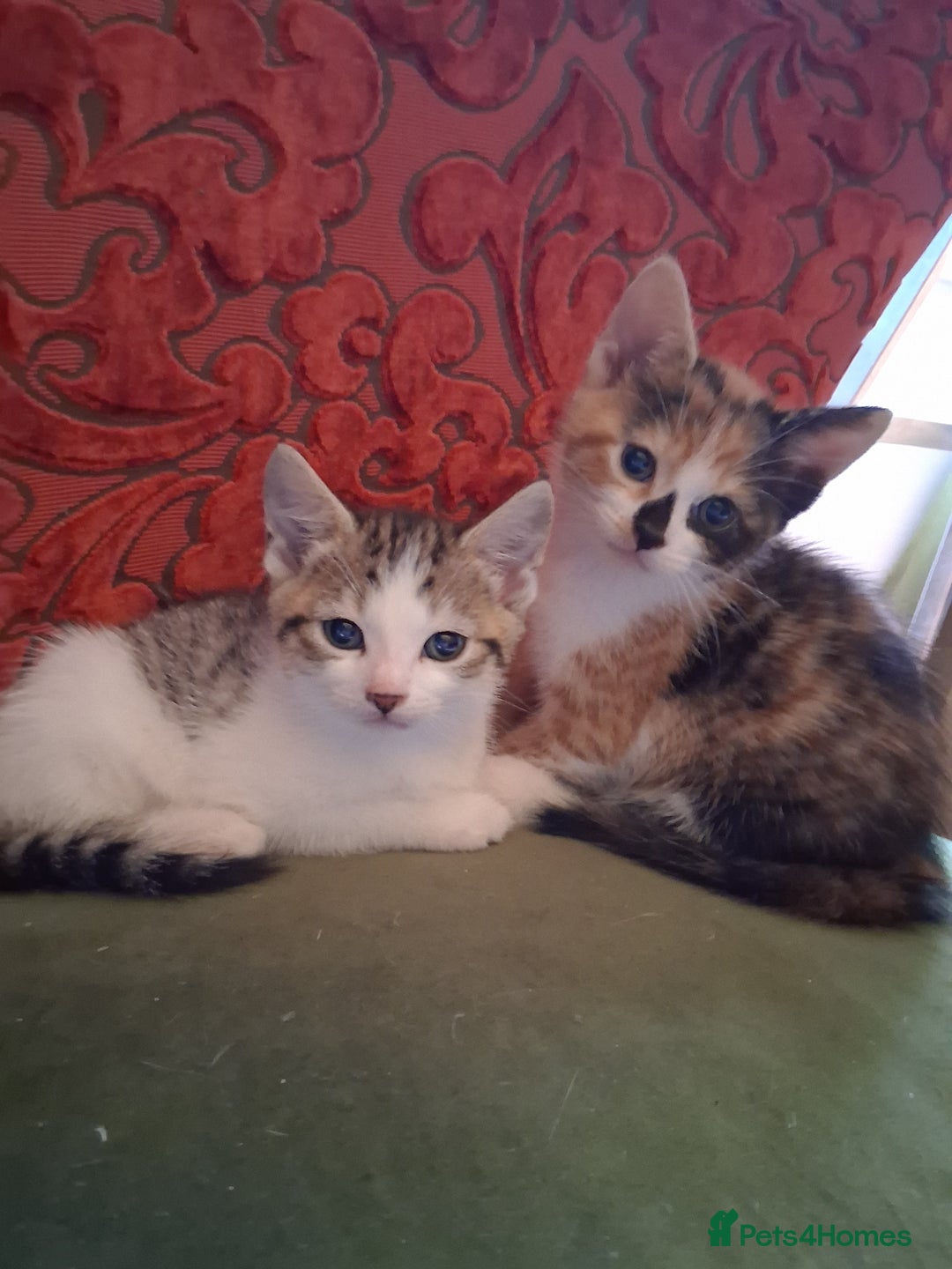 Domestic Shorthair cats for sale: 6 gorgeous mixed breed kittens - Advert 15