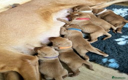 Labrador Retriever dogs for sale: KC Fox Red Labrador puppies - Image 3