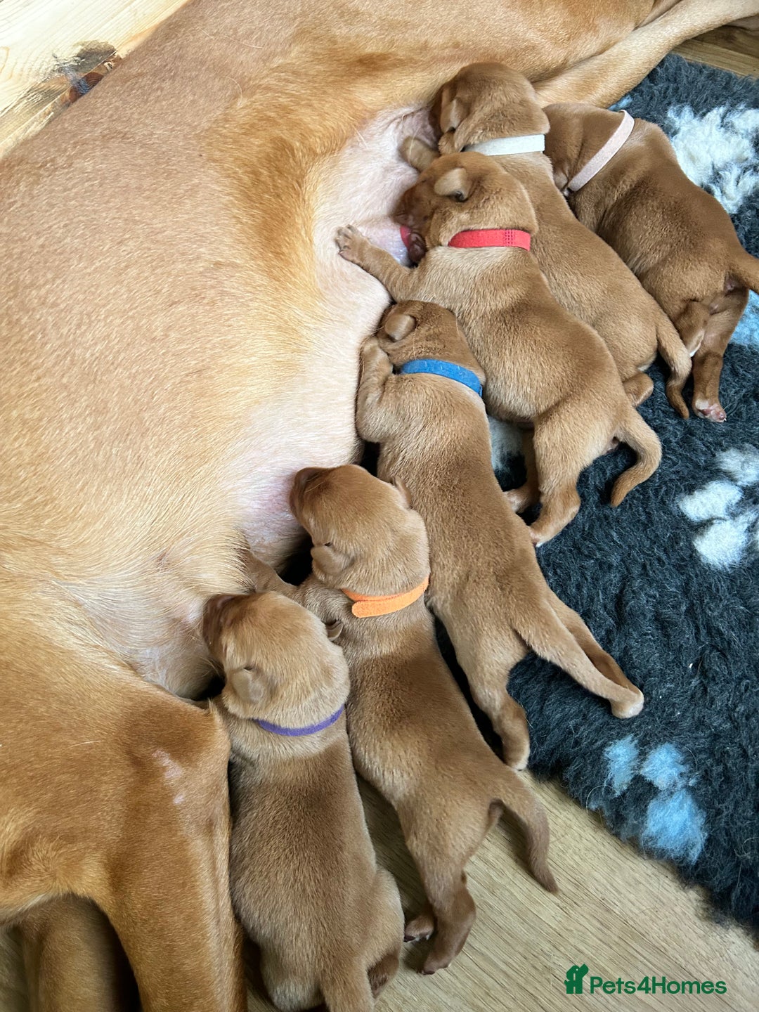 Labrador Retriever dogs for sale: KC Fox Red Labrador puppies - Image 3